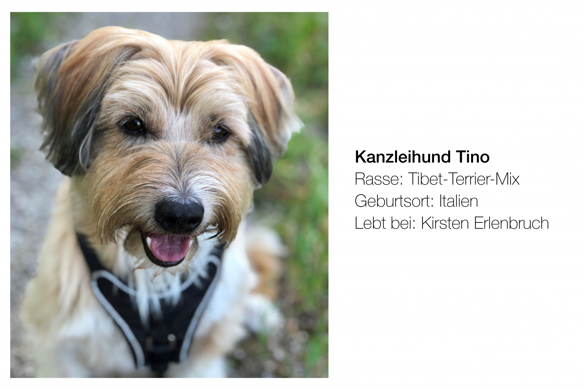 hund-tino-mit-steckbrief-weiß